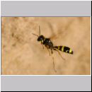 Mellinus arvensis - Kotwespe w46 im Nestanflug.jpg